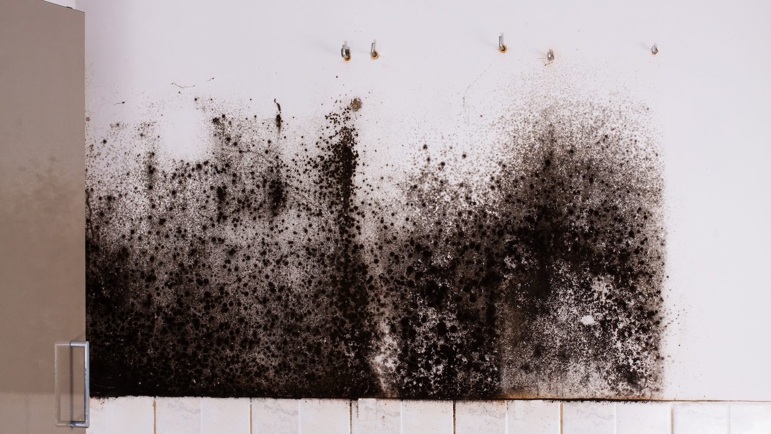 Image of mould on a kitchen wall